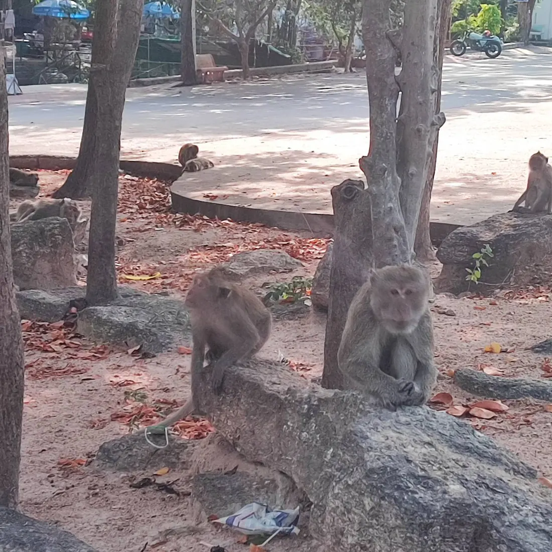 ฝูงลิงในสวนสาธารณะริมทะเล จุดแวะพักระหว่างทาง